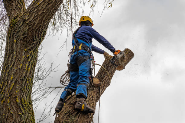 Tree Branch Trimming in Clintwood, VA